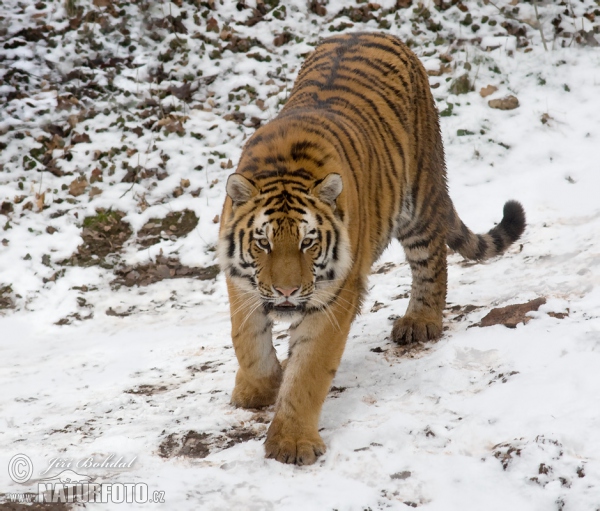 Siberian Tiger (Panthera tigris altaica)