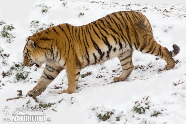 Siberian Tiger (Panthera tigris altaica)