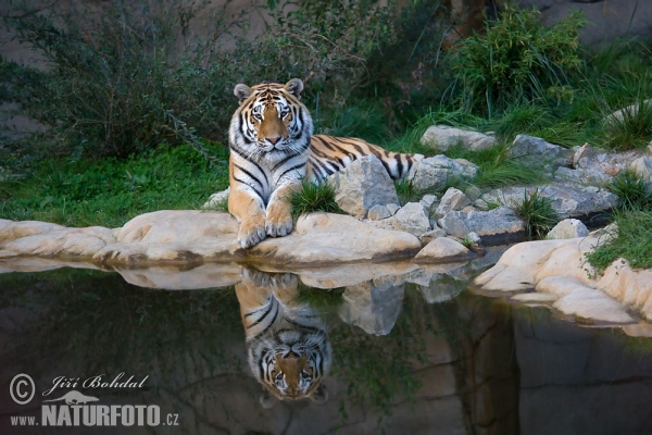 Siberian Tiger (Panthera tigris altaica)