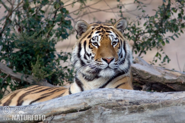 Siberian Tiger (Panthera tigris altaica)