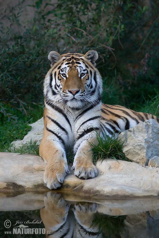 Sibirski tiger