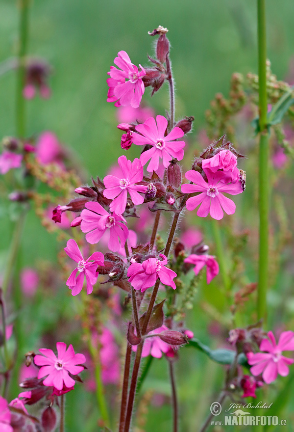 Silene dioica