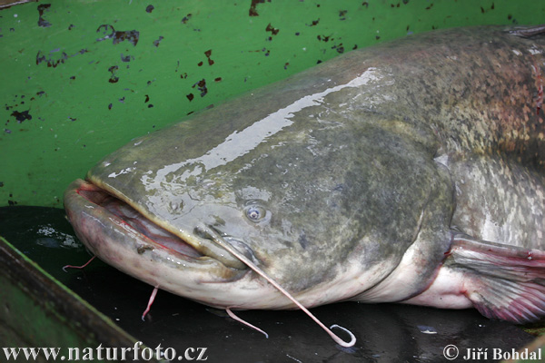 Silurus glanis