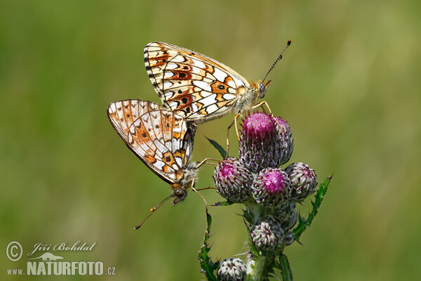 Silver-bordered Fritillary (Boloria selene)