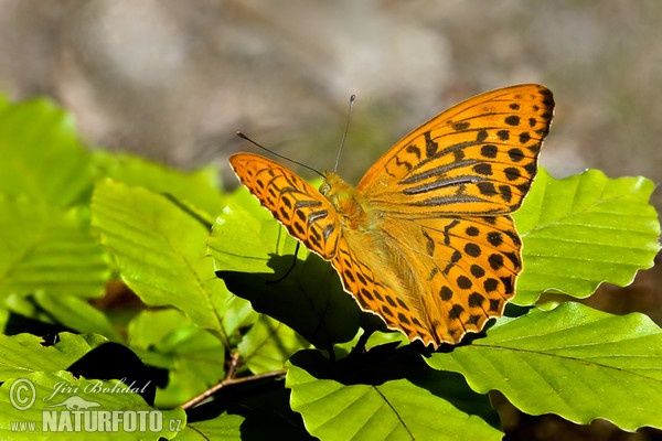 Silver-washed Fritillary (Argynnis paphia)