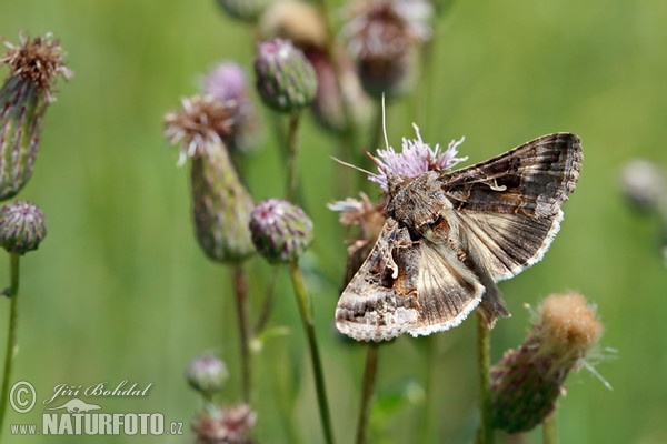 Silver Y (Autographa gamma)