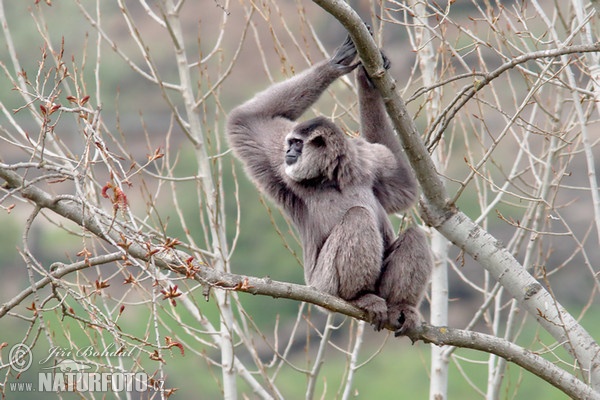 Silvery Gibbon (Hylobates moloch)