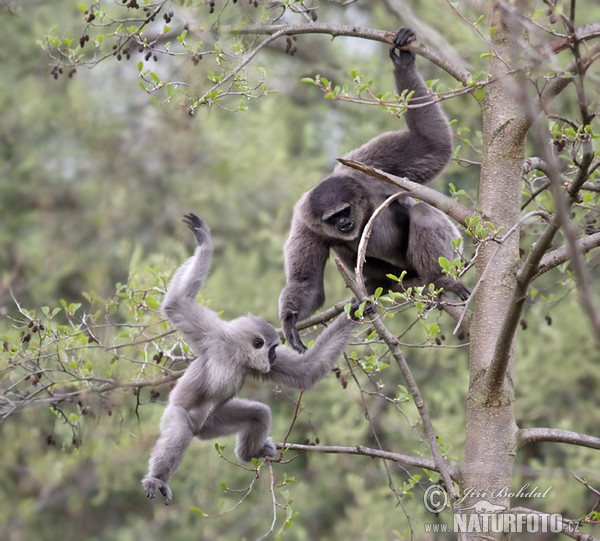 Silvery Gibbon (Hylobates moloch)