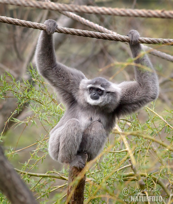 Silvery Gibbon (Hylobates moloch)