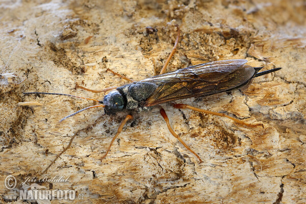 Sirex juvencus