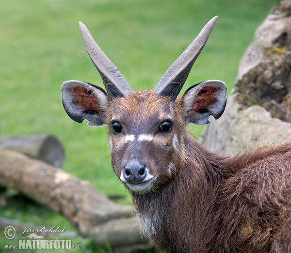 Sitatunga (Tragelaphus spekei)