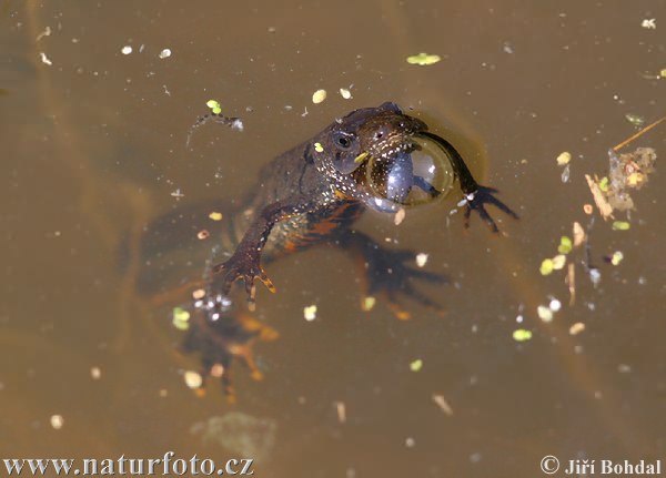 Skiauterėtasis tritonas