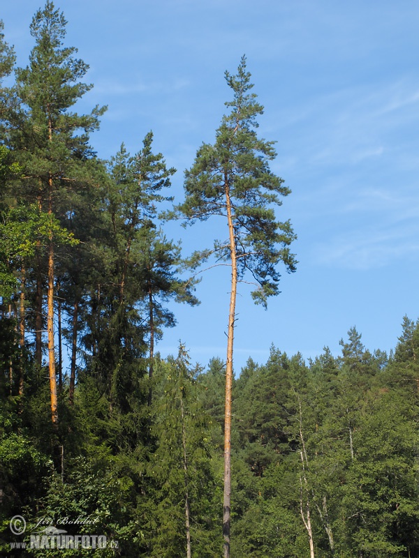 Skovfyr