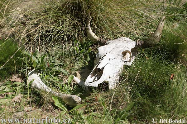 Skull (Osteon)