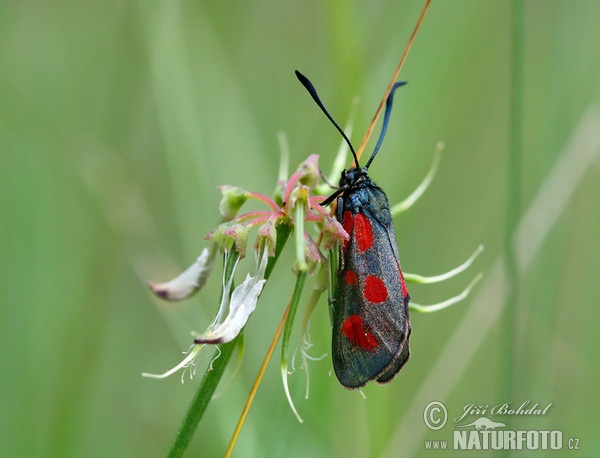 Slender Scotch Burnet (Zygaena loti)