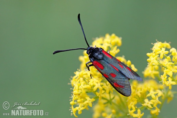 Slender Scotch Burnet (Zygaena loti)