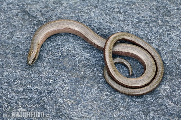 Slow Worm (Anguis fragilis)