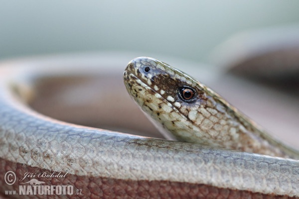 Slow Worm (Anguis fragilis)