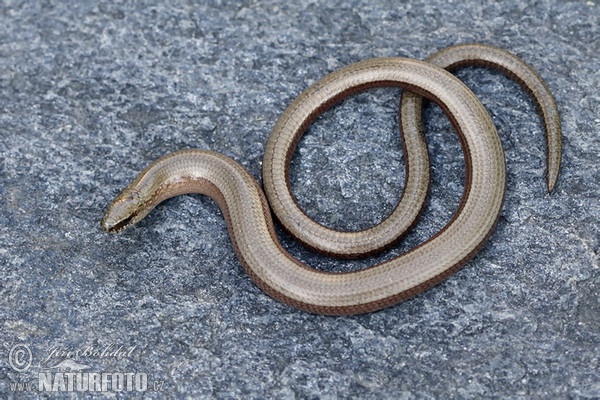 Slow Worm (Anguis fragilis)