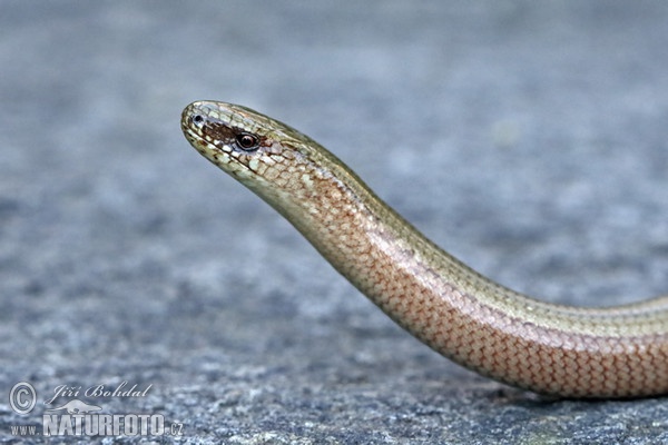 Slow Worm (Anguis fragilis)