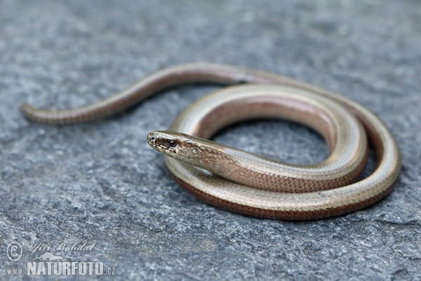 Slow Worm (Anguis fragilis)