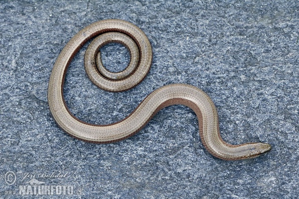 Slow Worm (Anguis fragilis)