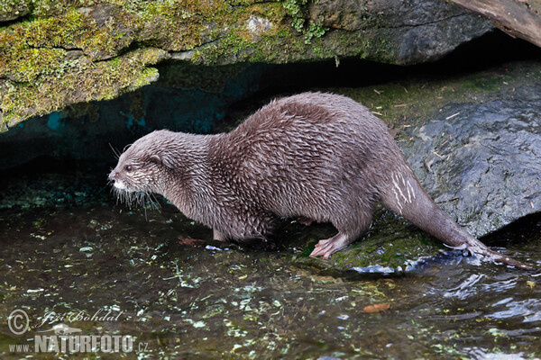 Smal-clawed Otter (Aonyx cinerea)