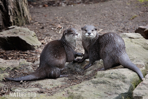 Smal-clawed Otter (Aonyx cinerea)