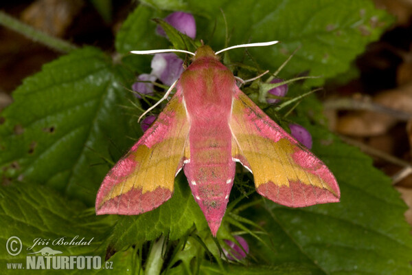 Smal Elephant Hawk-moth (Deilephila porcellus)