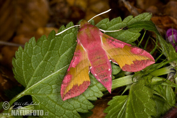 Smal Elephant Hawk-moth (Deilephila porcellus)