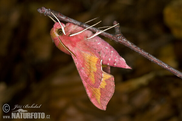 Smal Elephant Hawk-moth (Deilephila porcellus)
