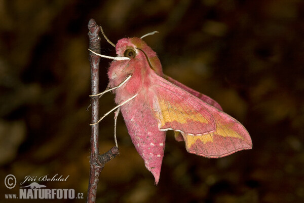 Smal Elephant Hawk-moth (Deilephila porcellus)