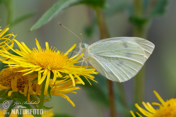 Small Cabbage White (Pieris rapae)