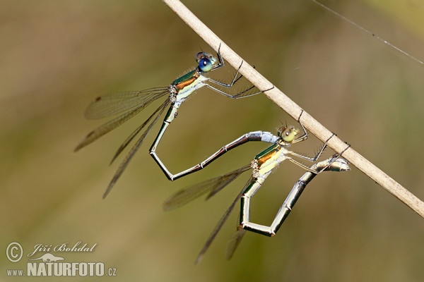 Small damselfly (Lestes virens)