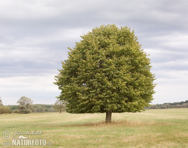 Small-leaved Lime (Tilia cordata)