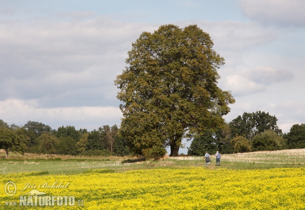 Small-leaved Lime (Tilia cordata)