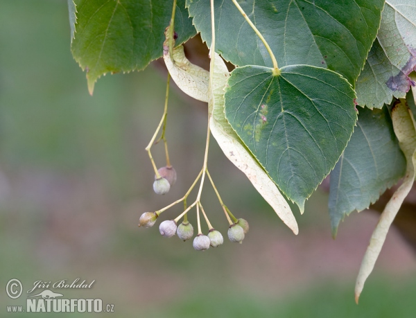 Small-leaved Lime (Tilia cordata)