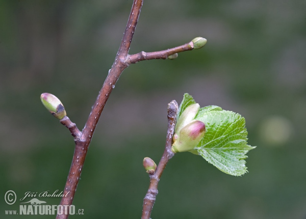 Small-leaved Lime (Tilia cordata)