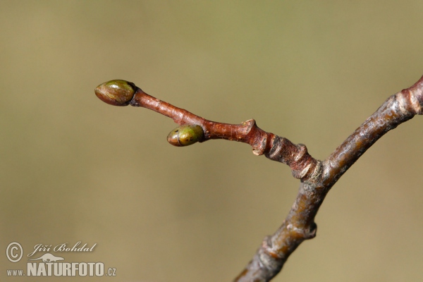 Small-leaved Lime (Tilia cordata)