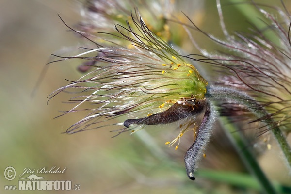 Small Pasque Flower (Pulsatilla pratensis subsp. bohemica)