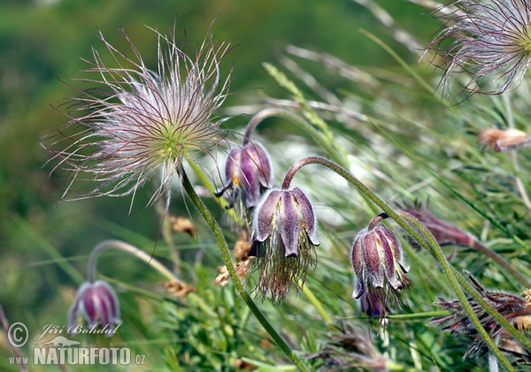 Small Pasque Flower (Pulsatilla pratensis subsp. bohemica)