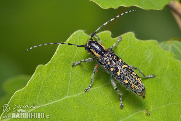 Small Poplar Borer (Saperda populnea)