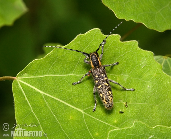 Small Poplar Borer (Saperda populnea)