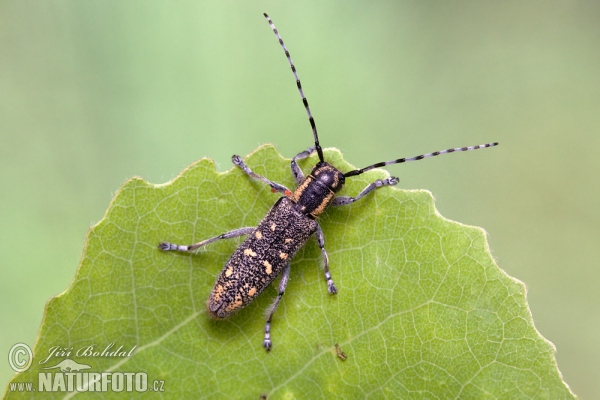 Small Poplar Borer (Saperda populnea)