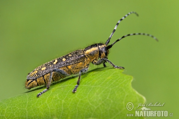 Small Poplar Borer (Saperda populnea)