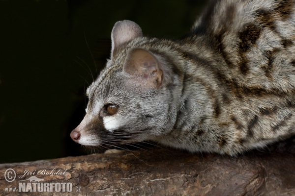 Small-spotted Genet (Genetta genetta)