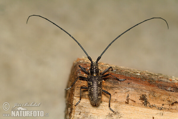 Small White-marmorated Longicorn (Monochamus sutor)