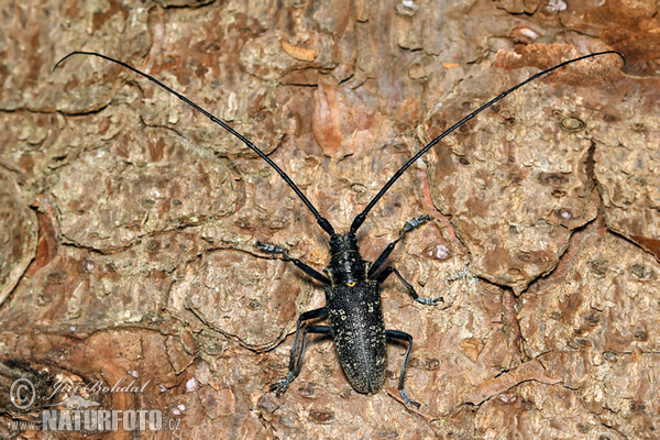 Small White-marmorated Longicorn (Monochamus sutor)