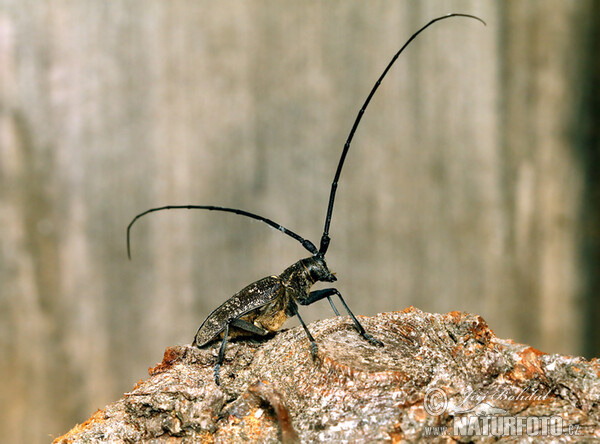 Small White-marmorated Longicorn (Monochamus sutor)