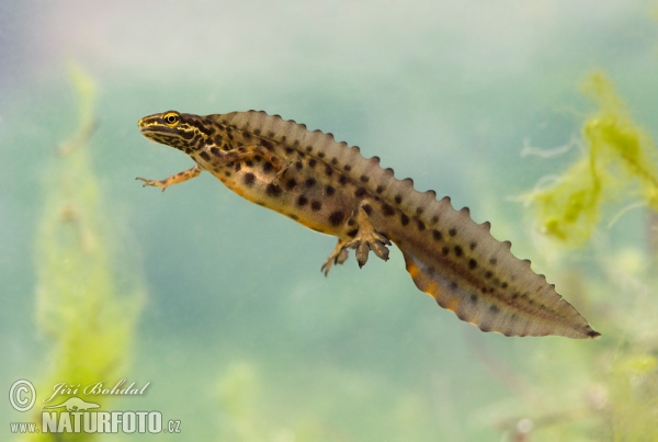 Smooth Newt (Lissotriton vulgaris)